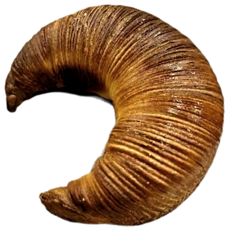 Un croissant Moon vu de dessus